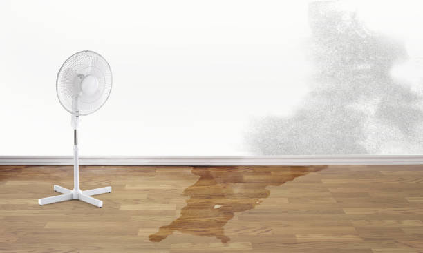 Best Water damage mitigation services  in Milton, FL