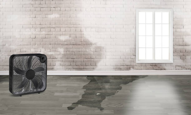 Best Water damage restoration services  in Milton, FL